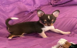 Chihuahua dogs for sale: Fancy Stance - Image 17
