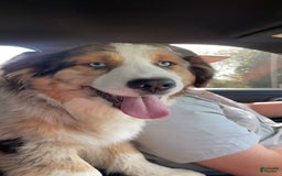 Australian Shepherd dogs for sale: Luke - Image 4