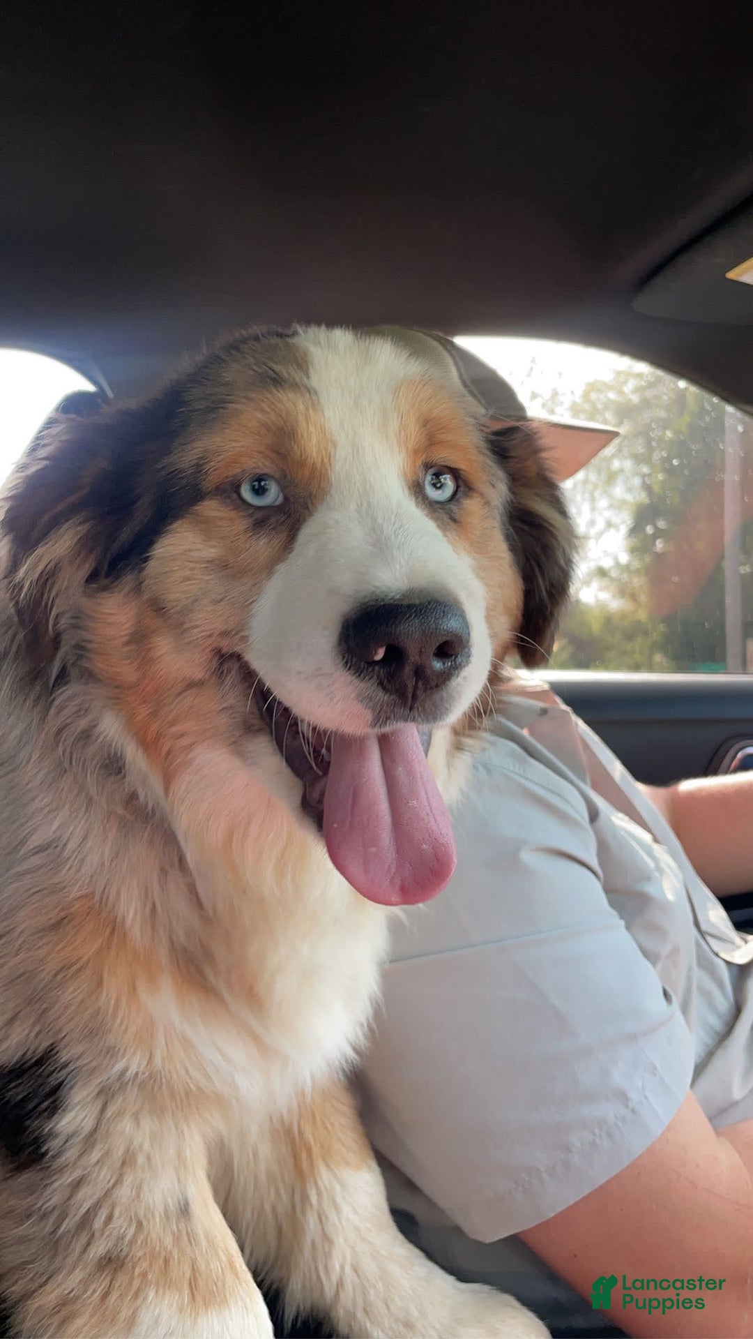 Australian Shepherd dogs for sale: Luke - Image 4