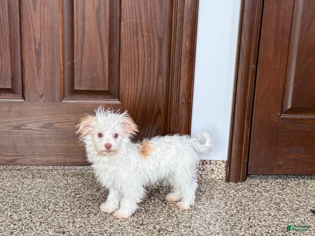 Havanese dogs for sale: Donnie - Image 5
