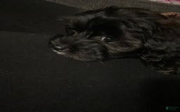 Yorkiepoo dogs for sale: Sarabi - Image 2