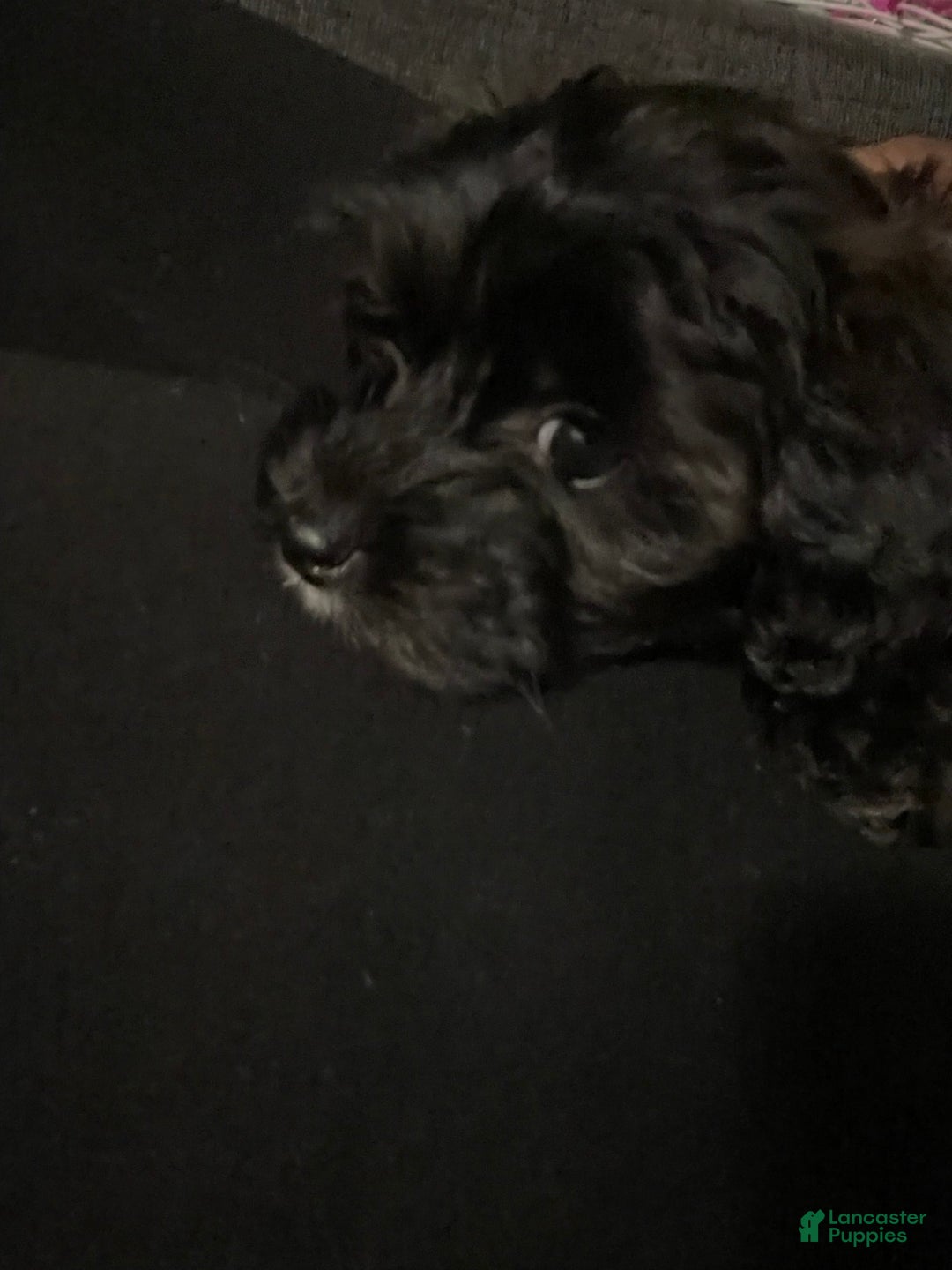 Yorkiepoo dogs for sale: Sarabi - Image 2