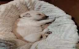 Golden Retriever dogs for sale: Poppy - Image 15