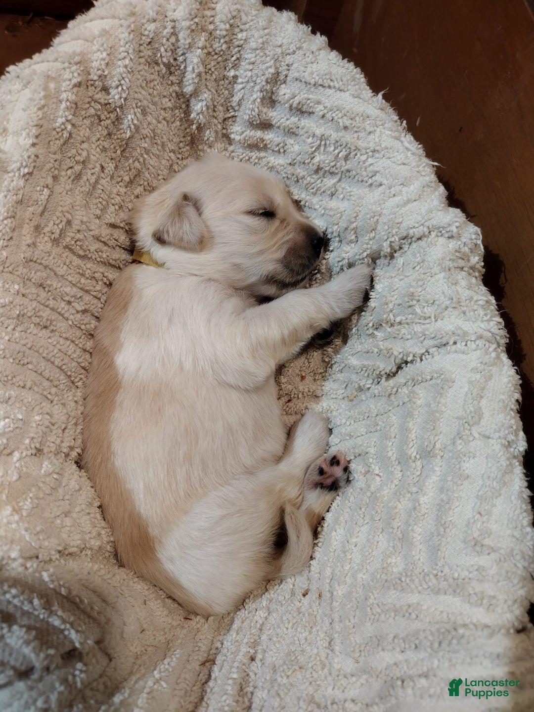 Golden Retriever dogs for sale: Poppy - Image 15