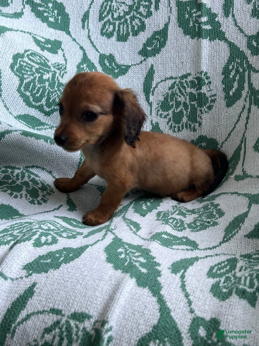 Dachshund dogs for sale: Donny Boy - Image 7