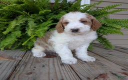 Goldendoodle dogs for sale: Ace - Image 22