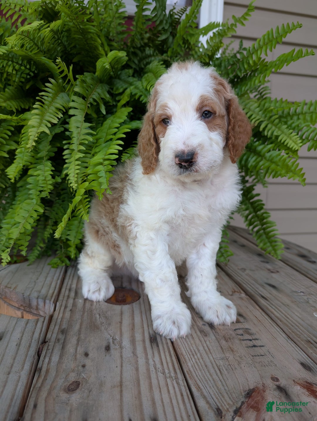 Goldendoodle dogs for sale: Ace - Image 22
