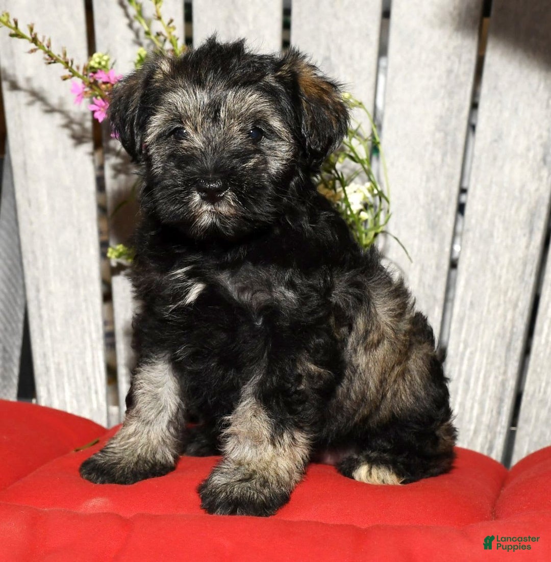 Miniature Schnauzer dogs for sale: Misty - Image 9
