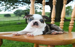 Boston Terrier dogs for sale: Hero - Image 5