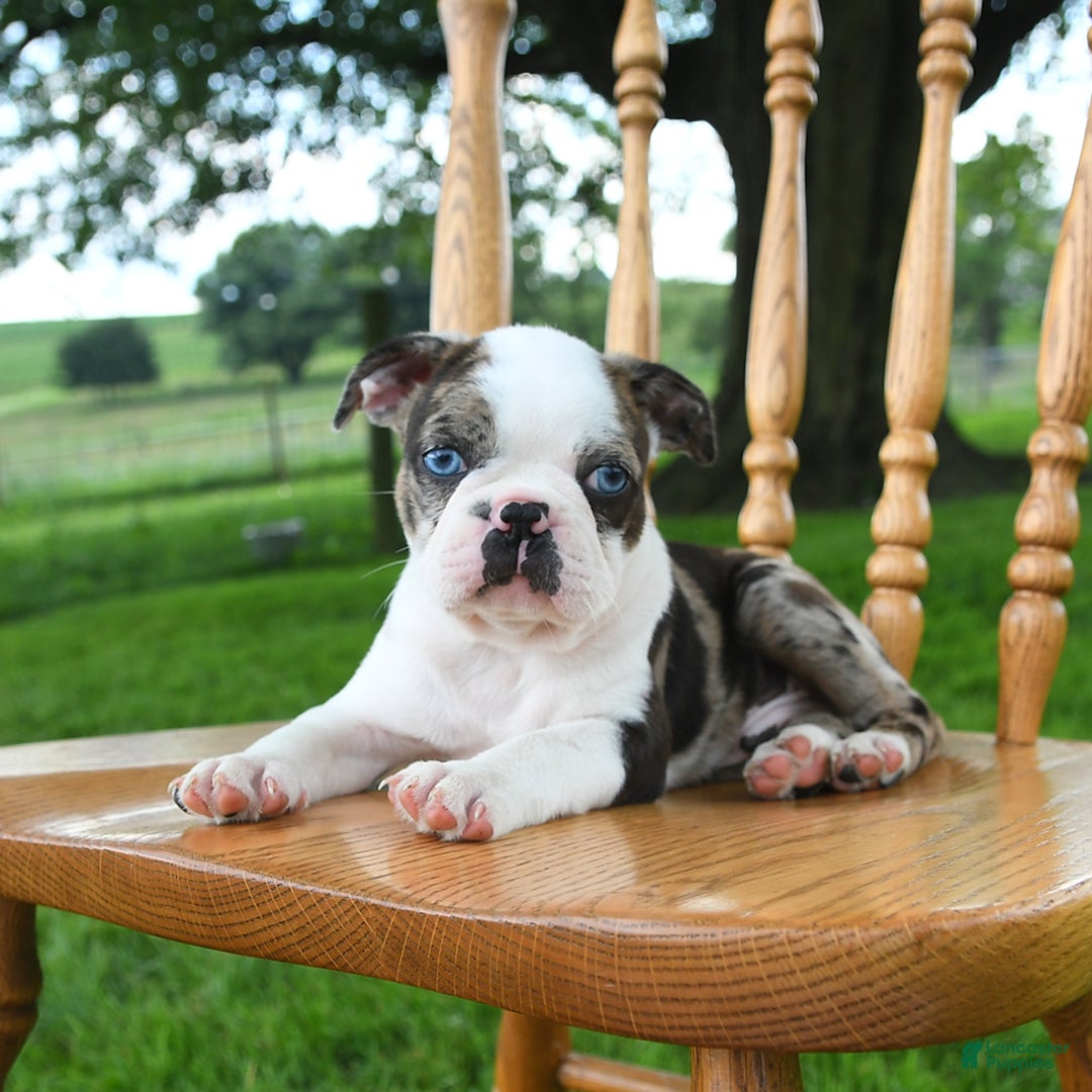 Boston Terrier dogs for sale: Hero - Image 5