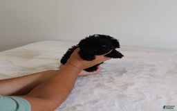 Shihpoo dogs for sale: Layla - Image 8