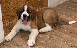 Saint Bernard dogs for sale: Oliver - Image 9
