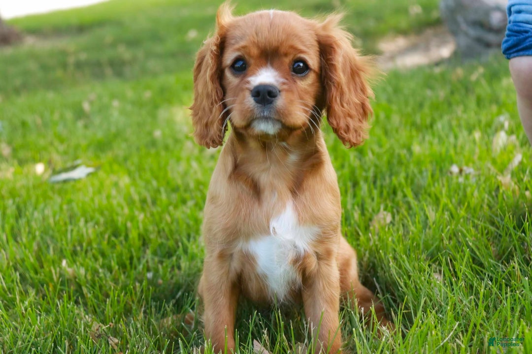 Cavalier King Charles Spaniel dogs for sale: Clifford - Image 26