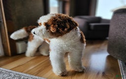 Goldendoodle dogs for sale: Lady Liberty - Image 3