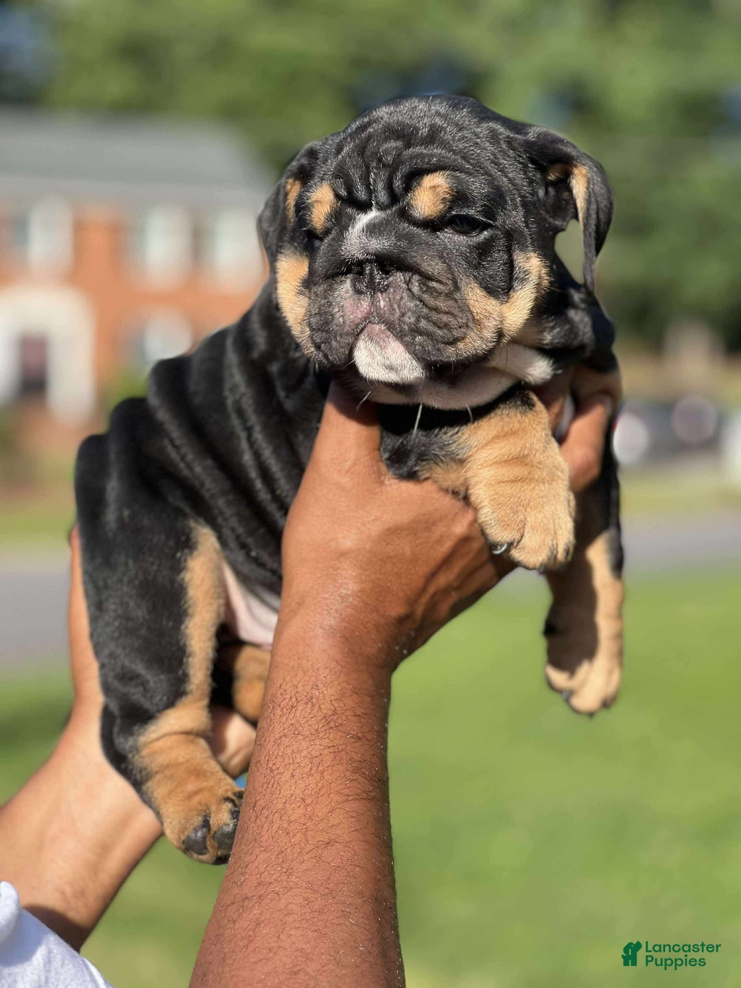 English Bulldog dogs for sale: Tank - Image 4