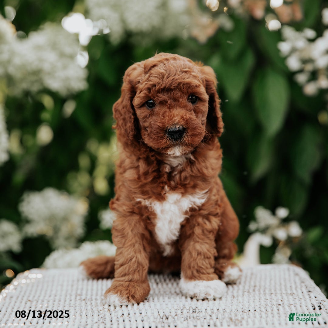 Cavapoo dogs for sale: Cavapoo 6 puppies - Image 6