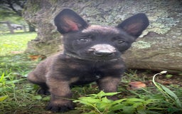 Belgian Malinois dogs for sale: Odessa - Image 3