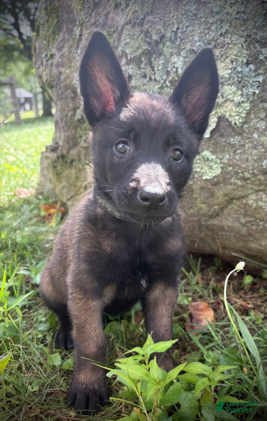 Belgian Malinois dogs for sale: Odessa - Image 3
