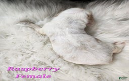 English Springer Spaniel dogs for sale: Raspberry - Image 1