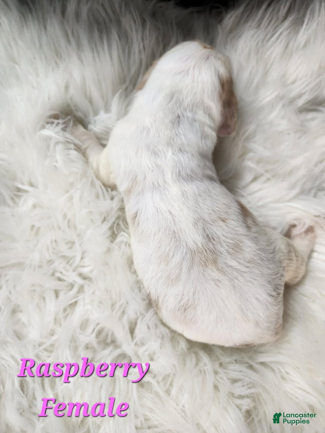 English Springer Spaniel dogs for sale: Raspberry - Image 1