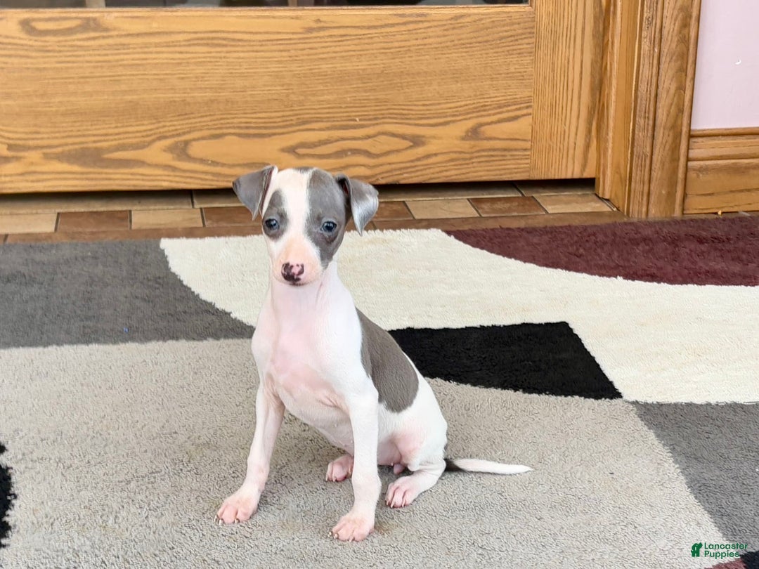 Italian Greyhound dogs for sale: Tina - Image 10
