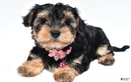 Morkie dogs for sale: Monica - Image 4