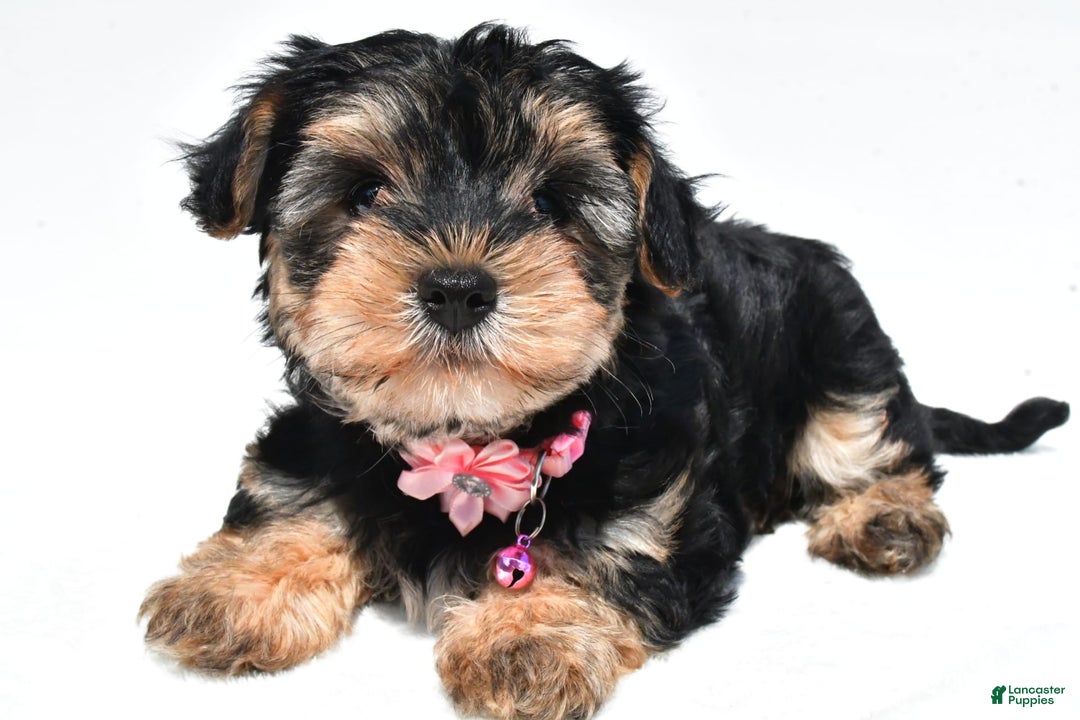 Morkie dogs for sale: Monica - Image 4