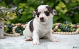 Chihuahua dogs for sale: Cookies Cream - Image 2