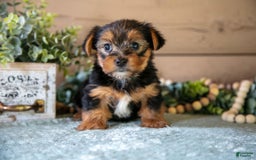 Yorkshire Terrier dogs for sale: Finley - Image 2