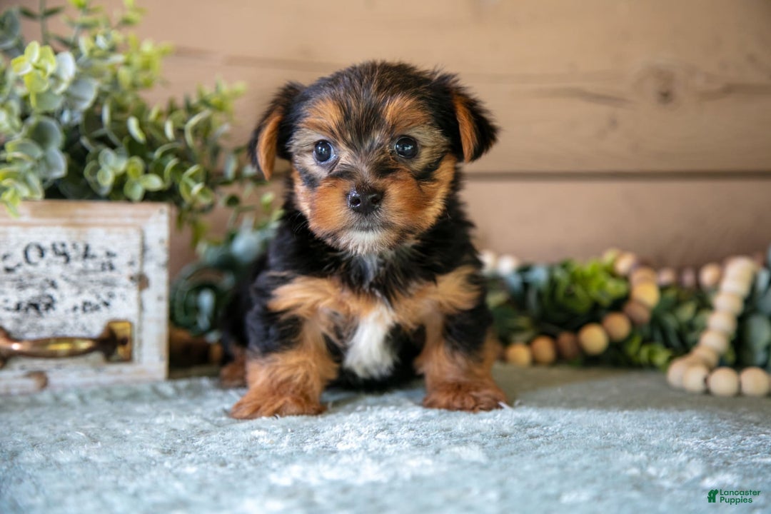 Yorkshire Terrier dogs for sale: Finley - Image 2