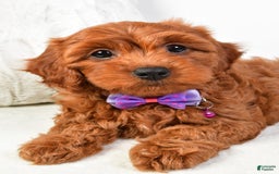 Cavapoo dogs for sale: Viola - Image 7