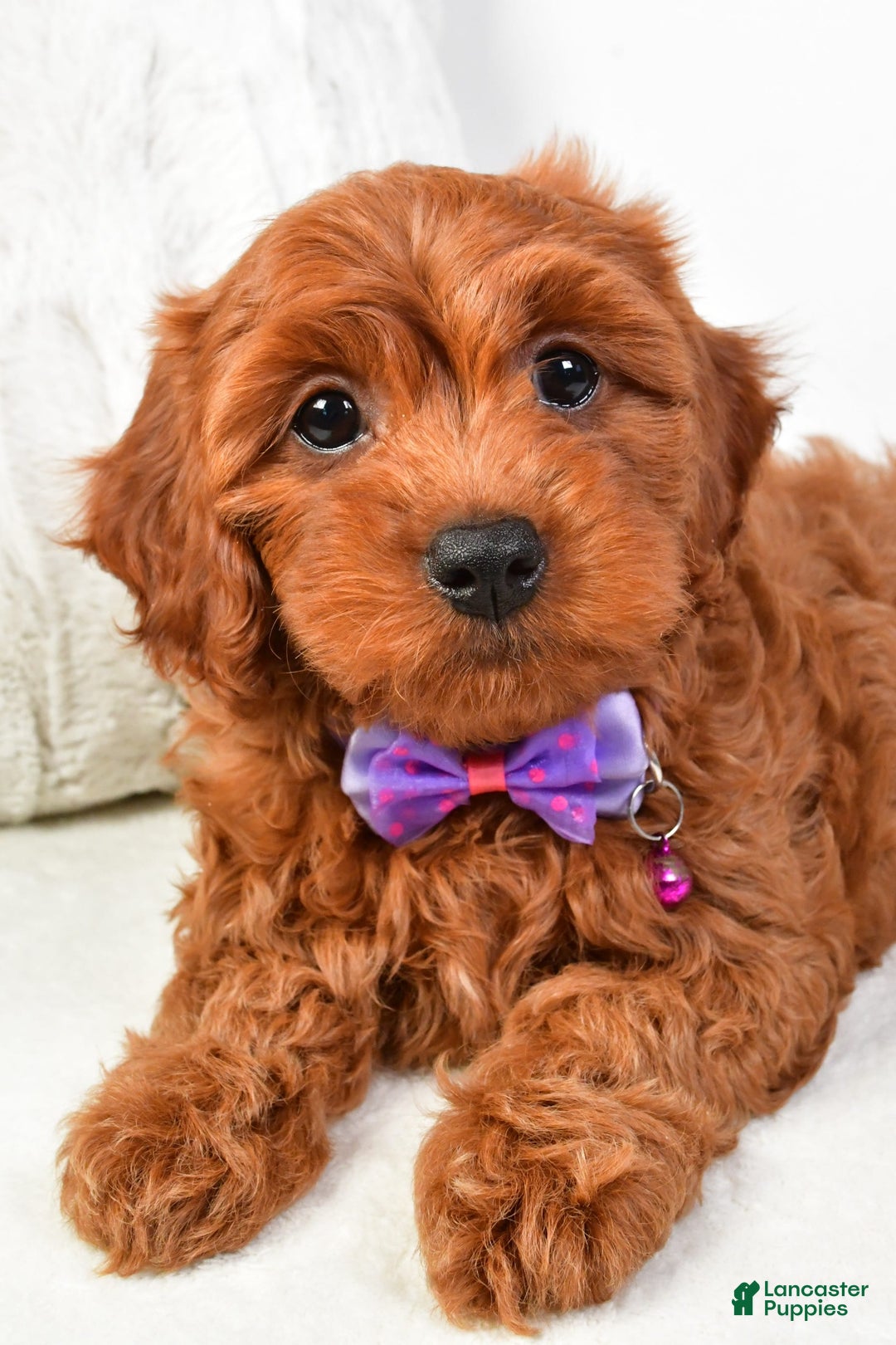 Cavapoo dogs for sale: Viola - Image 7