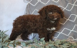 Cockapoo dogs for sale: Ellie - Image 4