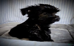 Morkie dogs for sale: Reid - Image 5