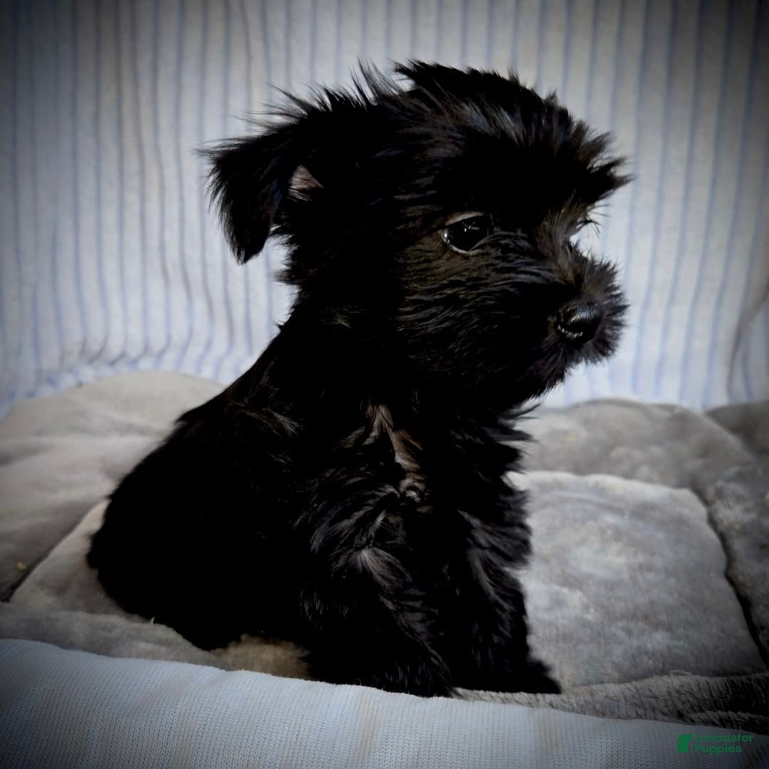 Morkie dogs for sale: Reid - Image 5