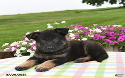 German Shepherd dogs for sale: Mason - Image 4