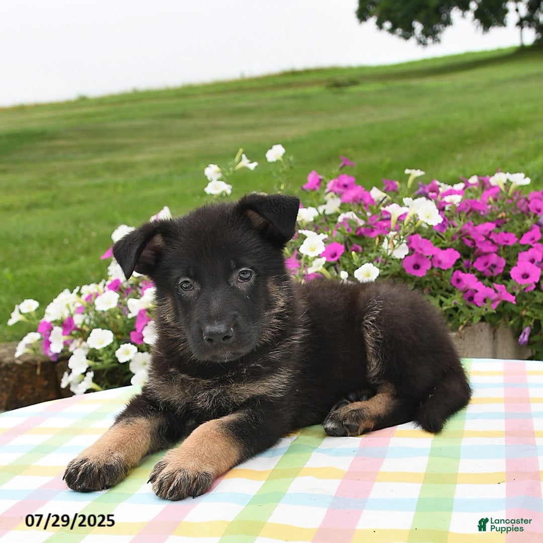 German Shepherd dogs for sale: Mason - Image 4