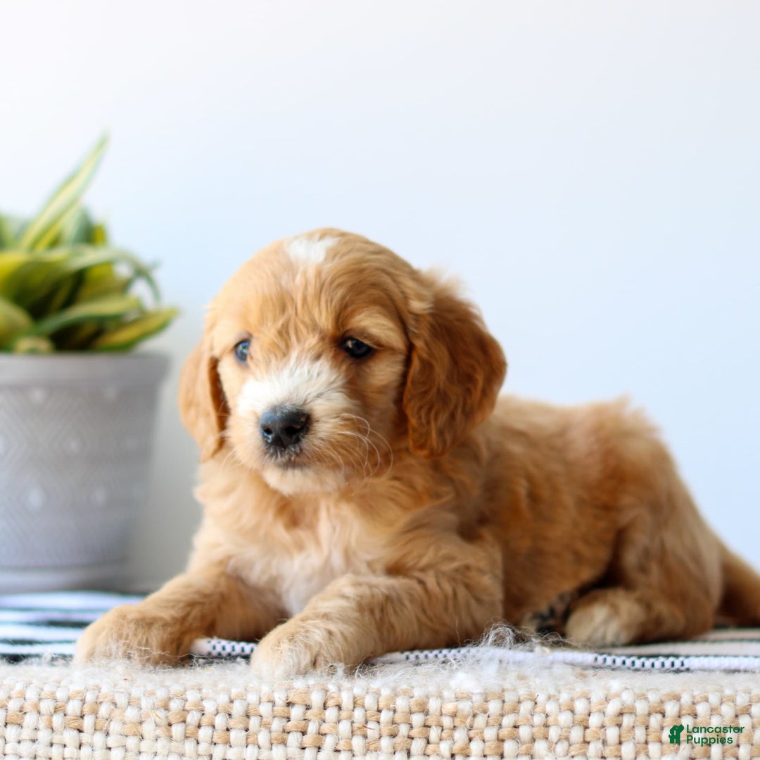 Goldendoodle dogs for sale: Ruby - Image 3
