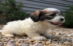 Teddy Bear dogs for sale: Marshmallow - Image 10