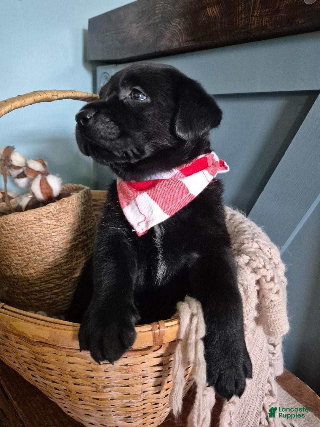 Labrador Retriever dogs for sale: Darryl Philbin - Image 1