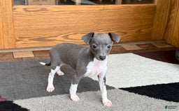 Italian Greyhound dogs for sale: Rhonda - Image 1