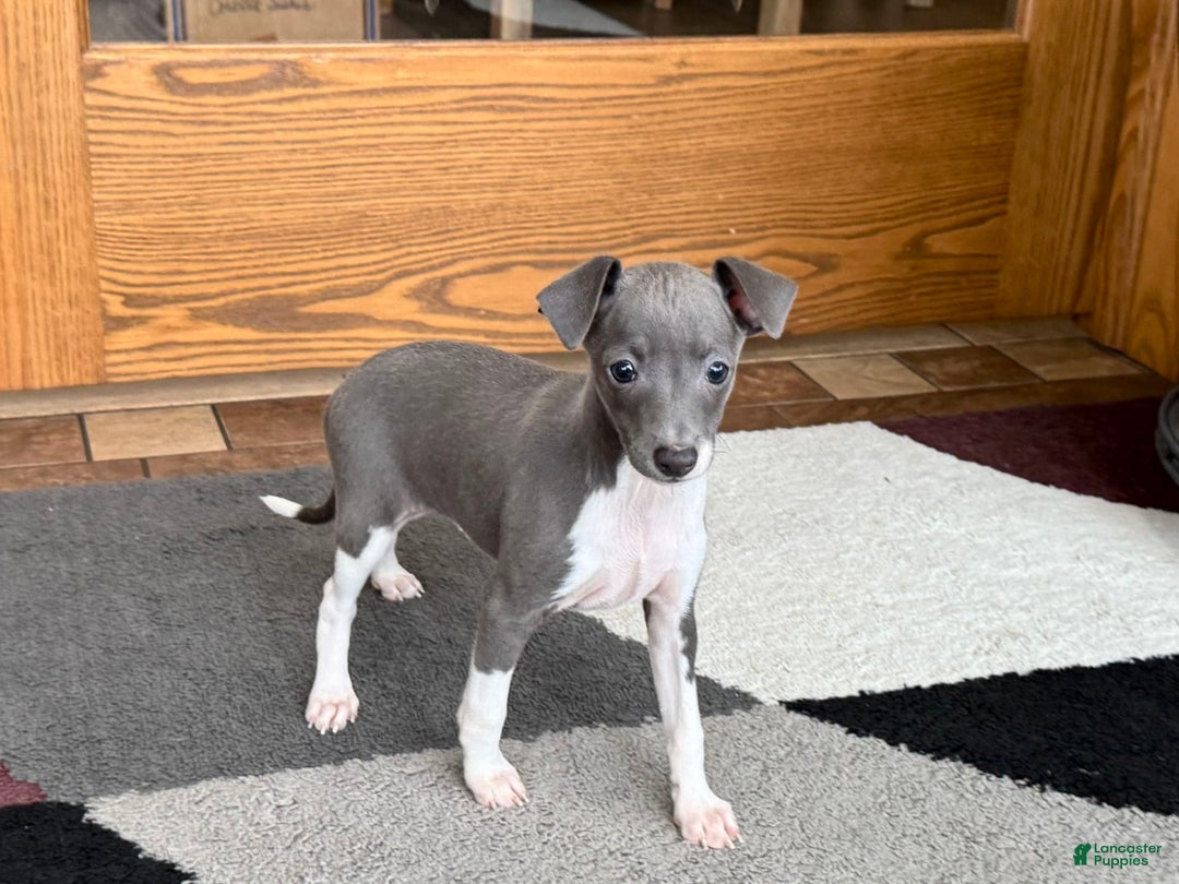 Italian Greyhound dogs for sale: Rhonda - Image 1