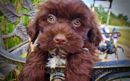 Havapoo dogs for sale: Havapoo 7 puppies - Image 6