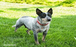 Australian Cattle Dog dogs for sale: Carla - Image 6