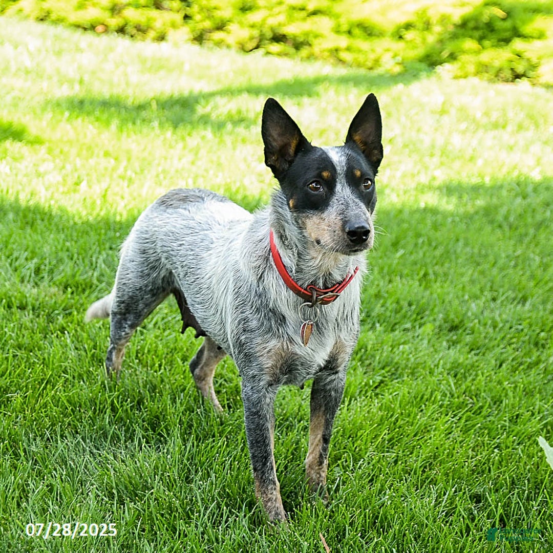 Australian Cattle Dog dogs for sale: Carla - Image 6