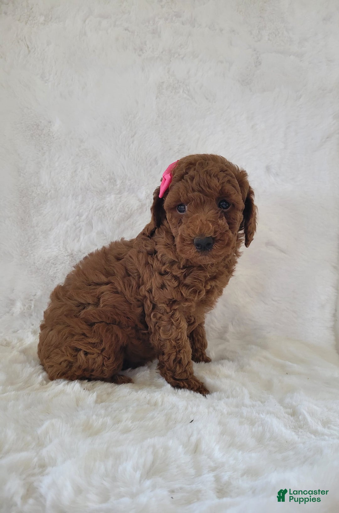  dogs for sale: Mini Goldendoodle 7 puppies - Image 12