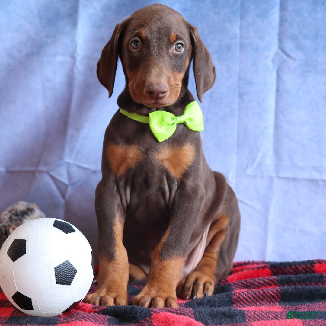 Doberman Pinscher dogs for sale: Diesel - Image 12