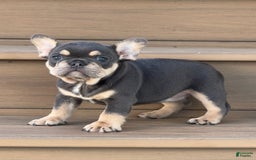 French Bulldog dogs for sale: Honey - Image 7