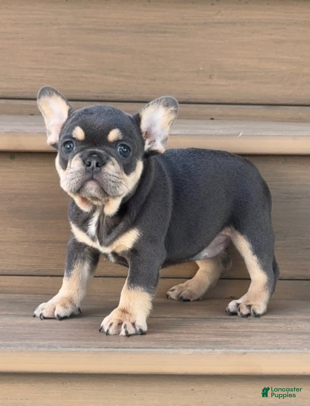 French Bulldog dogs for sale: Honey - Image 7