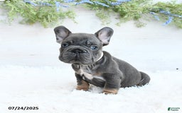 French Bulldog dogs for sale: Blazer - Image 4